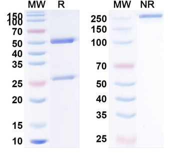 AMH Monoclonal Mouse Monoclonal Antibody