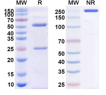 AMH Monoclonal Mouse Monoclonal Antibody