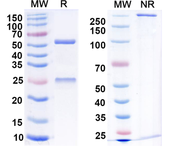 FLT1 Monoclonal Mouse Monoclonal Antibody