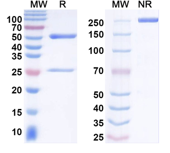 CD66e/CEA/CEACAM5 Monoclonal Mouse Monoclonal Antibody