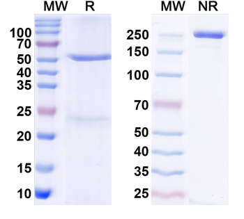 PGC/Gastricsin Monoclonal Mouse Monoclonal Antibody