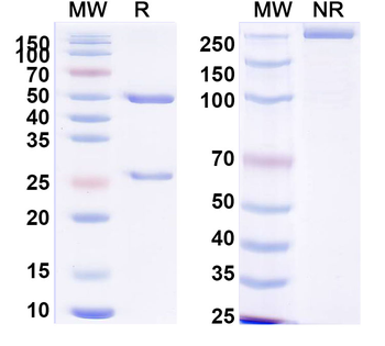 ACRV1 Monoclonal Mouse Monoclonal Antibody