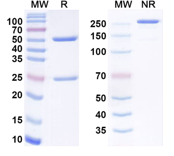 ITGBL1 Monoclonal Mouse Monoclonal Antibody