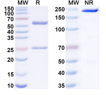 CD284/TLR4 Monoclonal Mouse Monoclonal Antibody