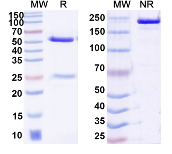 ASFV K196R Mouse Monoclonal Antibody