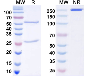 ASFV K196R Mouse Monoclonal Antibody
