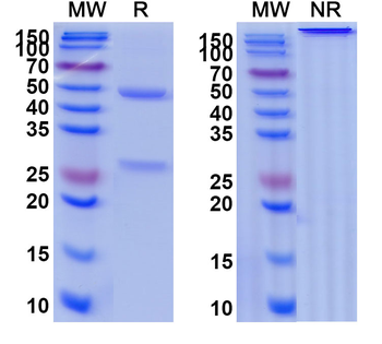 IL6 Monoclonal Mouse Monoclonal Antibody