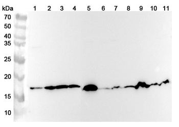COX4/COX4I1 Rabbit Polyclonal Antibody
