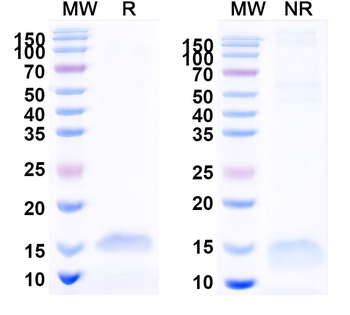 Fab Camelus Monoclonal Antibody