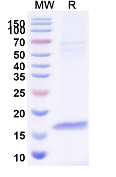 GST 26 Camelus Monoclonal Antibody