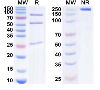 influenza A virus (H5N1) Non-structural protein 1 Mouse Monoclonal Antibody
