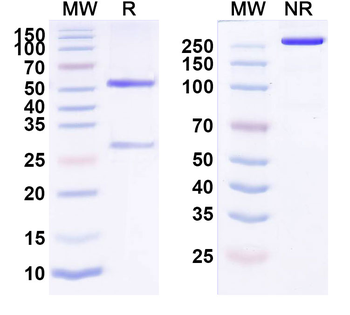 Influenza A virus M/Matrix protein 1 Human Monoclonal Antibody