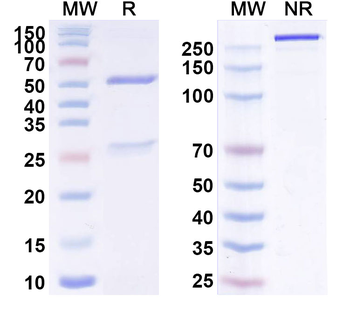 Mojiang virus/MojV F/Fusion Protein Mouse Monoclonal Antibody