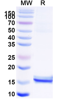 CEP164 Camelus Recombinant Antibody