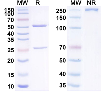 SLC9B2 Mouse Monoclonal Antibody