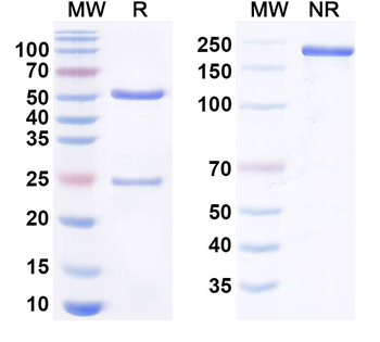 CD326/EPCAM Mouse Recombinant Antibody