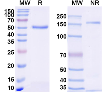 Nivolumab Rabbit Monoclonal Antibody