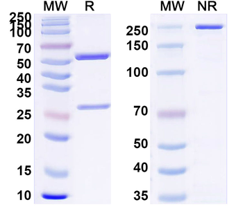 ANGPTL4 Mouse Monoclonal Antibody