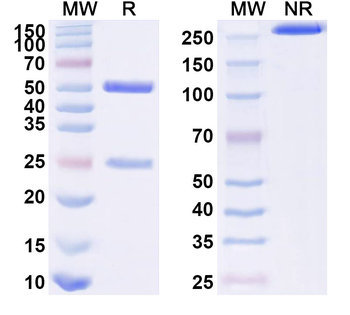 HPV18 E7/Protein E7 Mouse Monoclonal Antibody
