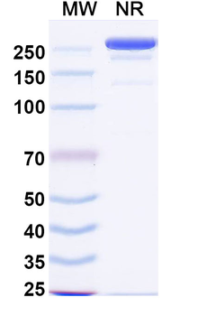 IL24 Human Monoclonal Antibody