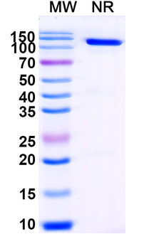 GST 26 Mouse Monoclonal Antibody