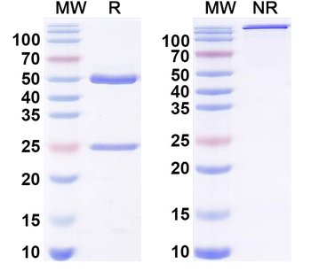 Hepatitis E virus/HEV pORF2 P domain Neutralizing Human Monoclonal Antibody