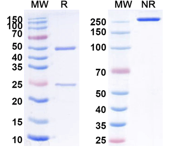 Hepatitis E virus/HEV pORF2 P domain Neutralizing Human Monoclonal Antibody
