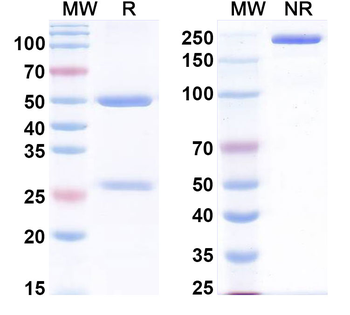 CHD3 IP Mouse Monoclonal Antibody