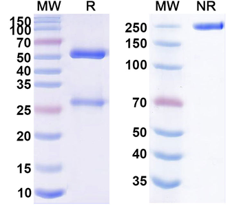 SMARCA2 IP Mouse Monoclonal Antibody