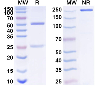 WDR5 IP Mouse Monoclonal Antibody