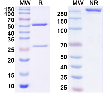 TP53BP1 IP Mouse Monoclonal Antibody