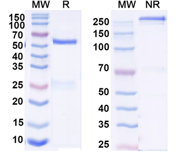SETD3 IP Mouse Monoclonal Antibody