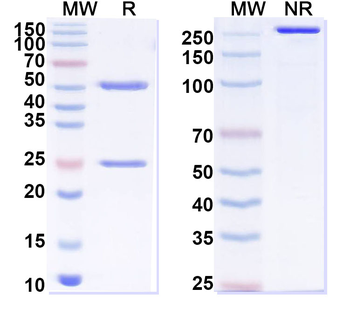 PARP14 IP Mouse Monoclonal Antibody