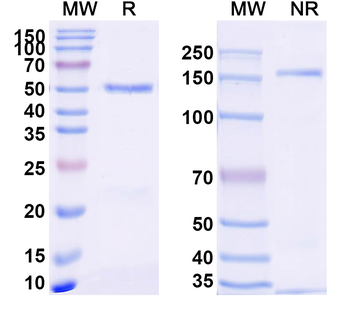 CD229/LY9 Rabbit Recombinant Antibody