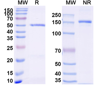 CD68/Macrosialin Rabbit Monoclonal Antibody