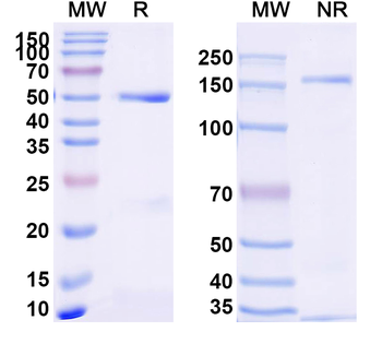CD68/Macrosialin Rabbit Monoclonal Antibody