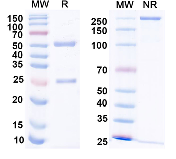 F9/Factor IX Human Monoclonal Antibody