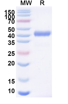CSFV Glycoprotein E2 Mouse Monoclonal Antibody