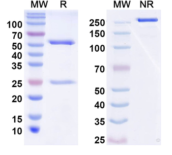LAG3/PD-1 Mouse Monoclonal Antibody
