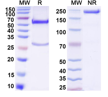 IL17A Mouse Monoclonal Antibody