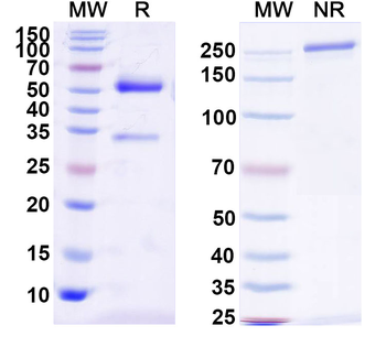 aPC/Activated protein C Mouse Monoclonal Antibody