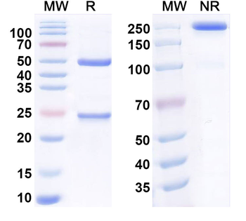 PC/aPC Mouse Monoclonal Antibody