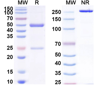 CDH1/CDH11 Mouse Monoclonal Antibody