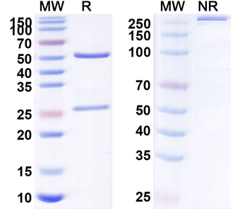 Natalizumab Mouse Monoclonal Antibody