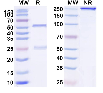 MPXV B6R/SL-159 Human Monoclonal Antibody