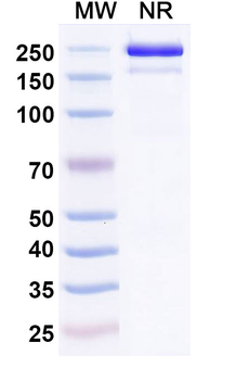 IL11RA Mouse Monoclonal Antibody
