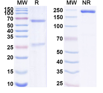 ZIKV Envelope protein E Human Monoclonal Antibody