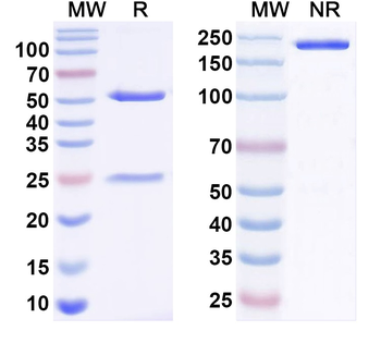 ZIKV Envelope protein E Human Monoclonal Antibody