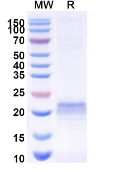 ARC Camelus Monoclonal Antibody