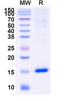 CASP3 Camelus Monoclonal Antibody